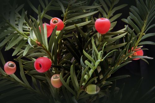 yew taxus plant