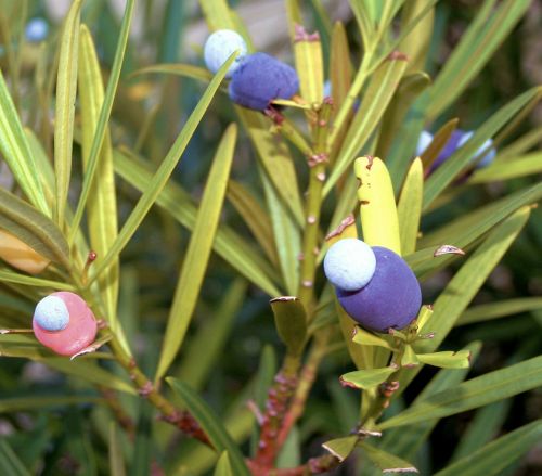 yew fruits poisonous
