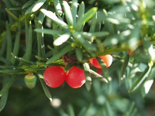 yew yew fruit berries