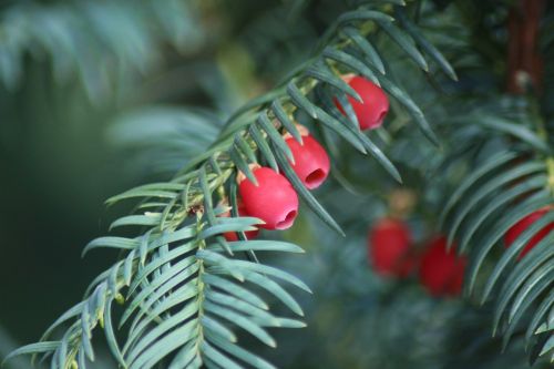 yew autumn fruits