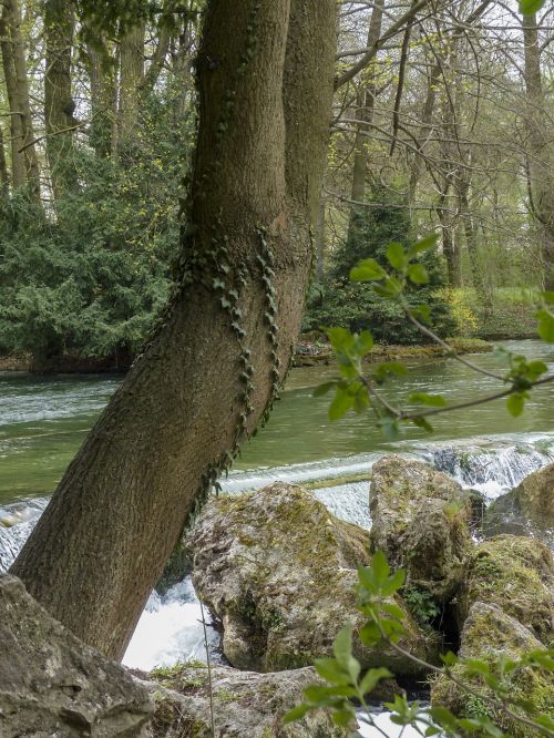 yew tree yew nature