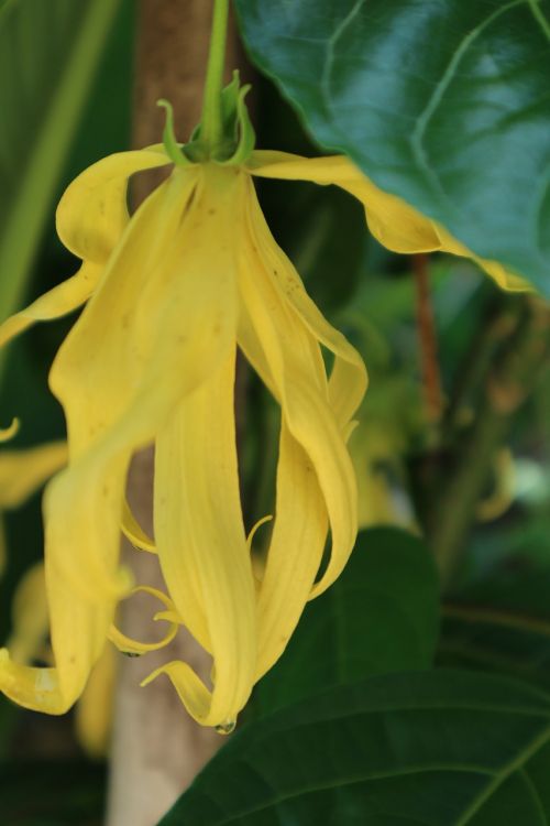 ylang-ylang yellow antique flower