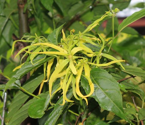 ylang-ylang flower smell yellow