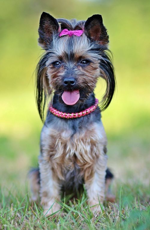 yorkie dog beauty