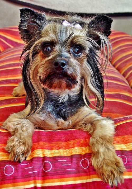 yorkie dog bed