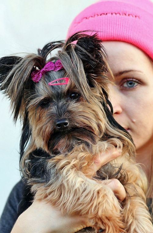 yorkie blonde woman love