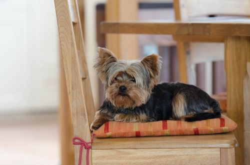 yorkie yorkshire terrier cute