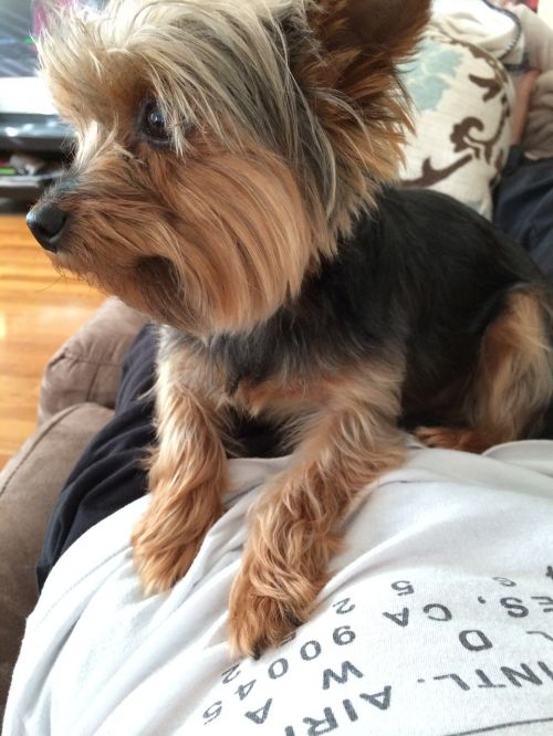 yorkie dog yorkshire