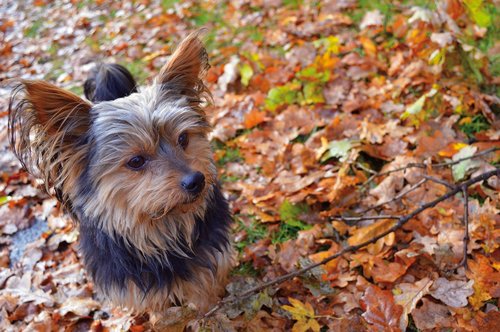 yorkshire in the foliage  autumn  dog