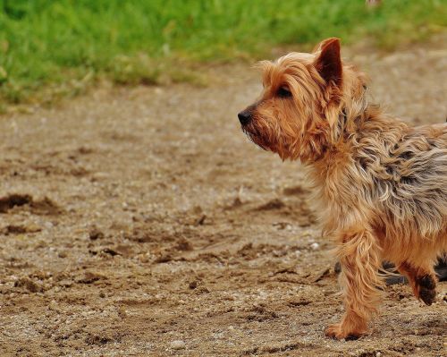 yorkshire terrier dog small dog