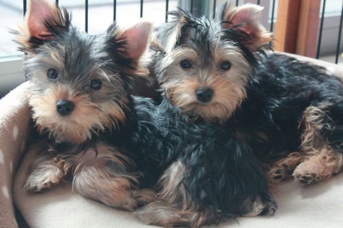 yorkshire terrier puppy dog brothers
