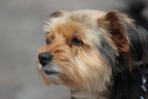 yorkshire terrier dog portrait
