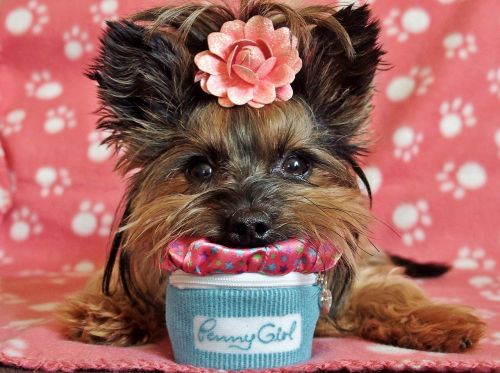 yorkshire terrier dog cute