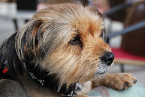 yorkshire terrier dog pet
