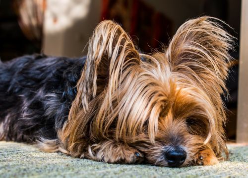 yorkshire terrier dog small