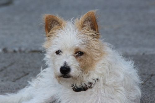 yorkshire terrier terrier dog
