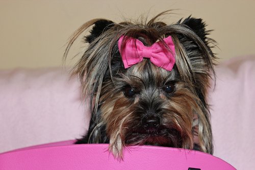 yorkshire terrier  dog  beauty