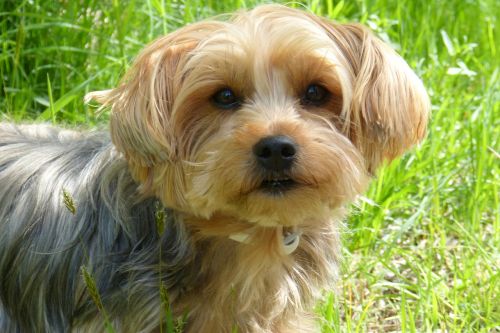 yorkshire terrier dog dog breed