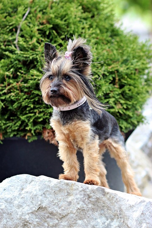 yorkshire terrier  small dog  dog