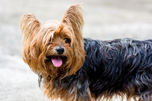 yorkshire terrier dog small dog