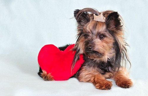 yorkshire terrier  dog  heart
