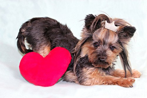 yorkshire terrier  dog  heart