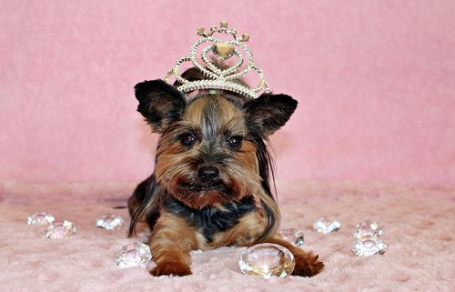 yorkshire terrier  dog  crown