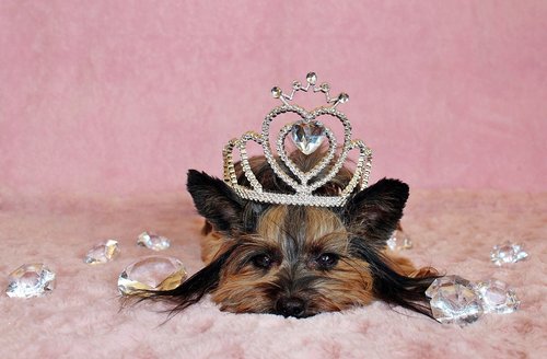 yorkshire terrier  dog  crown