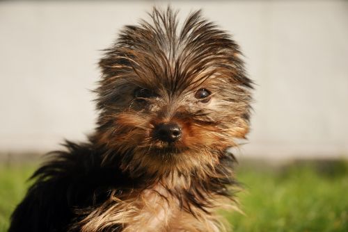 yorkshire terrier dog canine