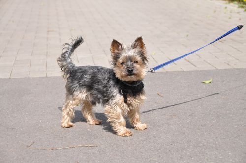 yorkshire terrier dog small