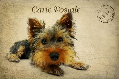 Yorkshire Terrier Dog Postcard