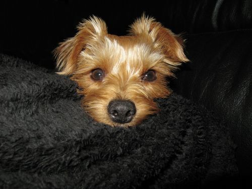 yorkshire terriers dog pet