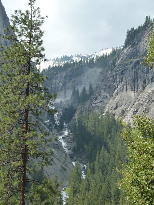 yosemite mountains woods