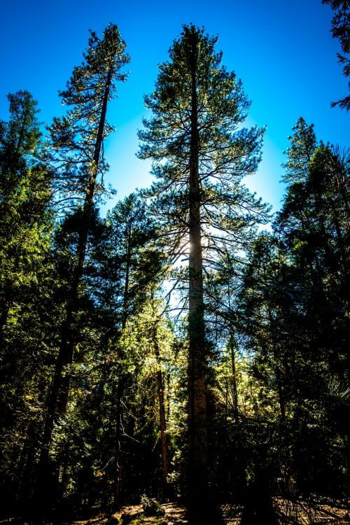 yosemite yosemite valley national parks