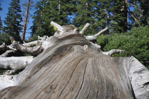 yosemite hike tree trunk