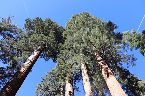 yosemite  national park  california