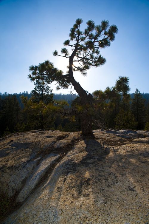yosemite national park pine conifer