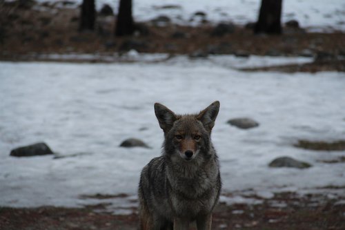 yosemite national park  coyote  wildlife