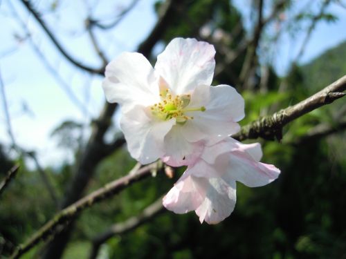 yoshino yīng spring pink