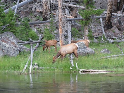 young elk antlers