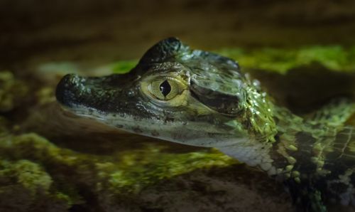 young crocodile animal