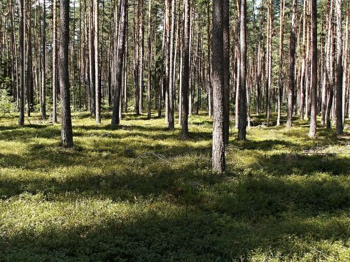 young pine forest