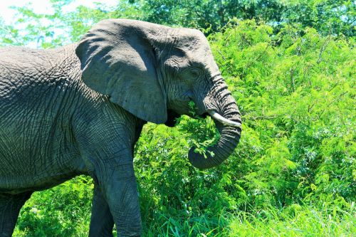 Young African Elephant