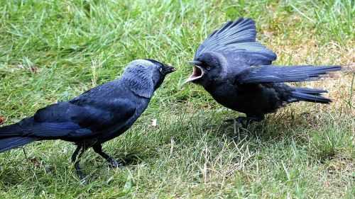 young animal jackdaw hunger