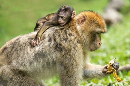 young animal monkey barbary ape