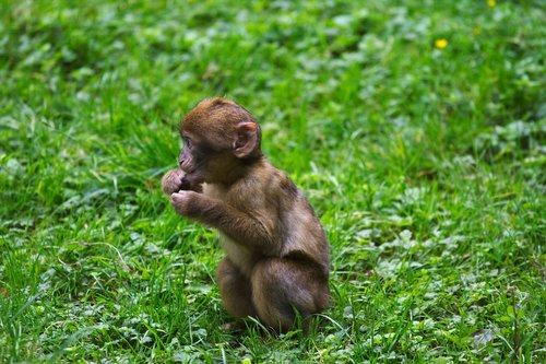 young barbary macaque  baby  green