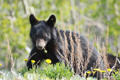 young bear black bear canada