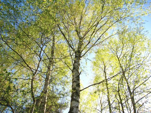 young birches birches in spring birch