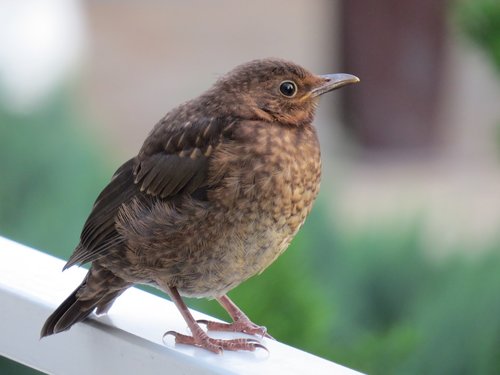 young bird  blackbird  songbird