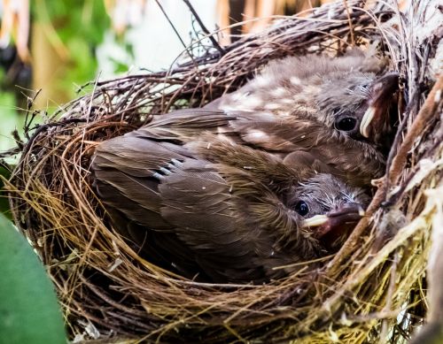 young birds birds nest